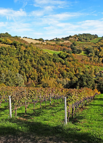 THE VINEYARD